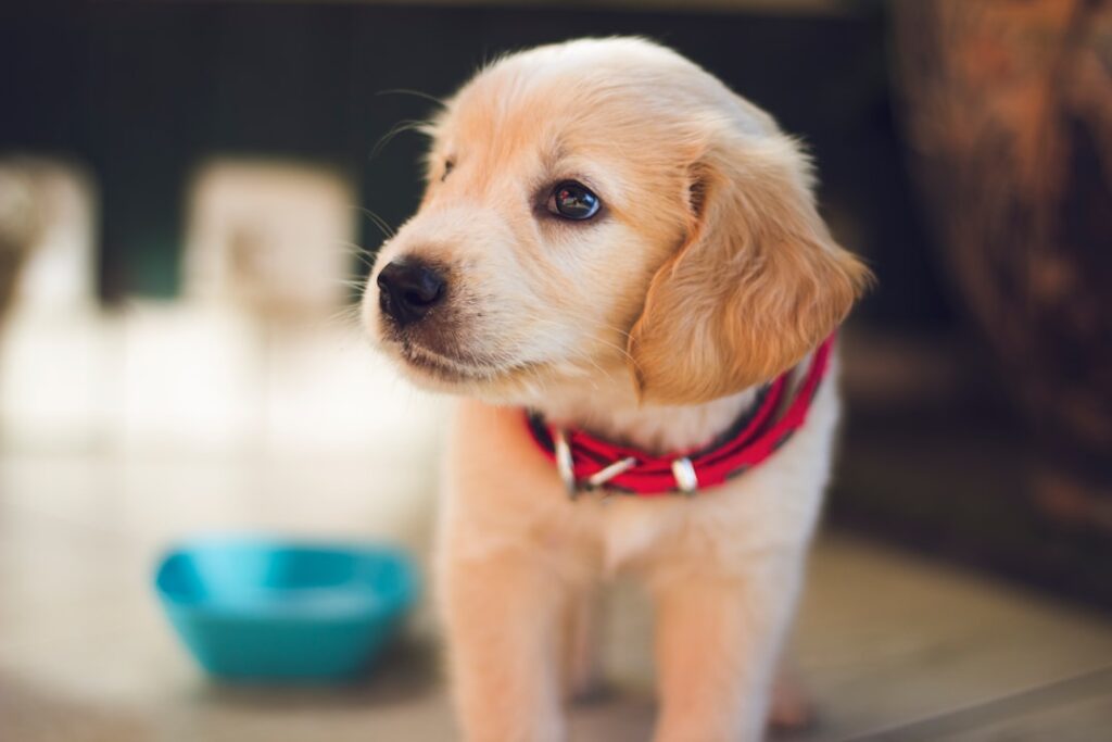 Can Dogs Eat Whipped Cream? The Truth Revealed!